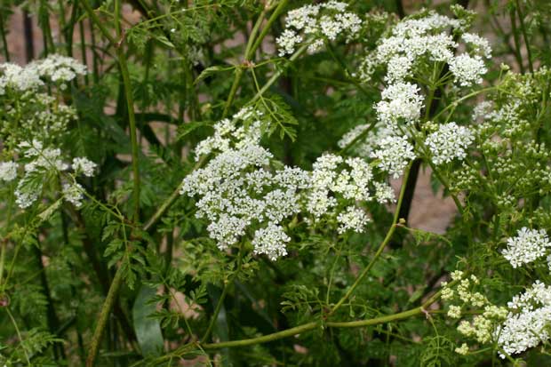 top-10-most-poisonous-plants-on-earth