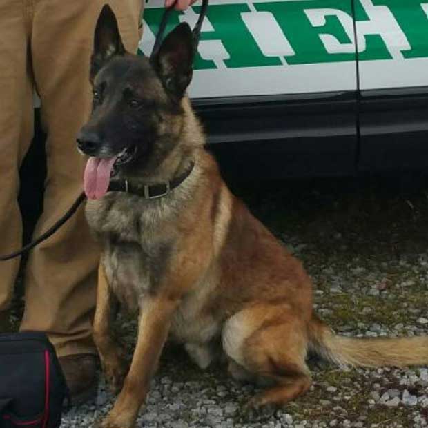 Sevier County Sheriff's Office K9s Get Ballistic Vests