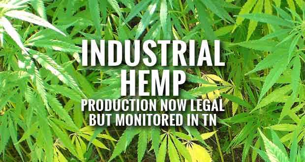 Industrial Hemp Production Comes to Tennessee