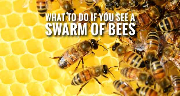 A swarm of bees may look scary... but here’s what you should do!